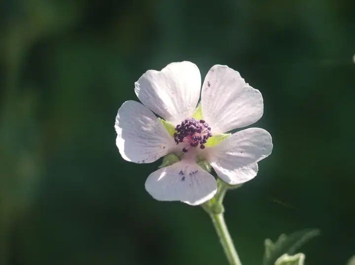 Blijedoružičasti cvijet bijelog sljeza (Althaea officinalis) na tamnozelenoj pozadini