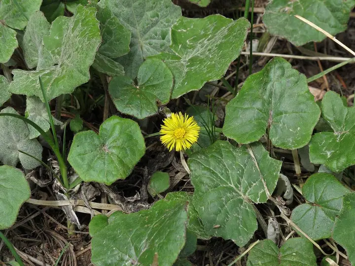 Žuti cvijet podbjela (Tussilago farfara) među okruglim zelenim listovima