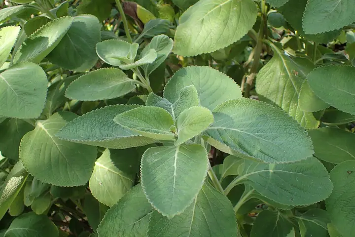 Mesnati, dlakavi zeleni listovi biljke koleus (Coleus forskohlii), iz čijeg korijena se dobija forskolin