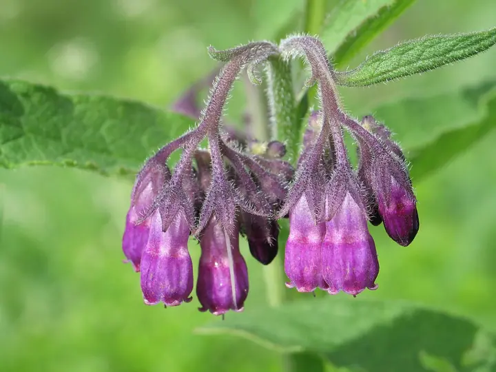 Ljubičasti zvonoliki cvjetovi gaveza (Symphytum officinale) među dlakavim zelenim listovima
