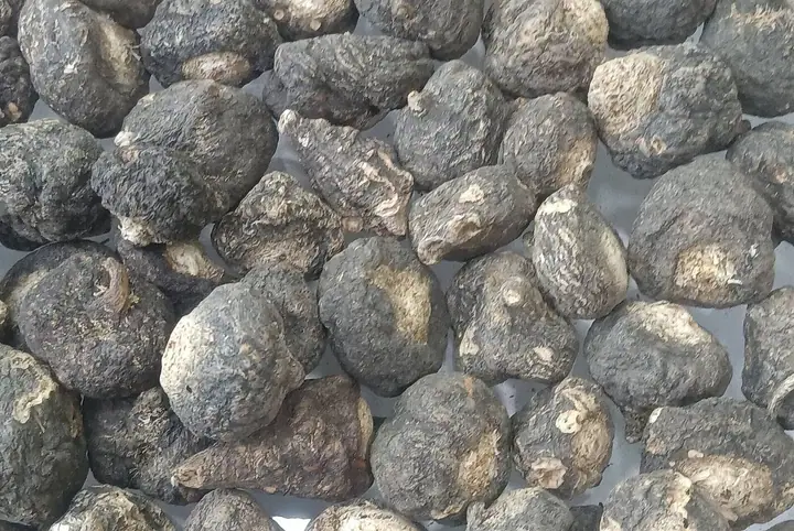 Gomila osušenih korijena crne make, tamnih i kvrgavih, nalik malim repama