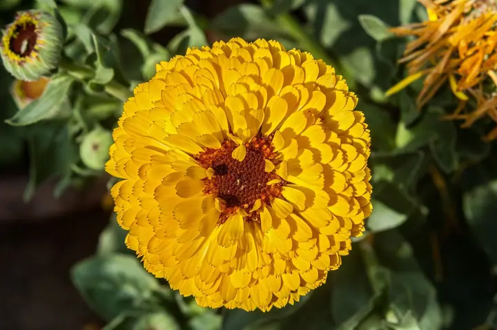 Žuti cvijet nevena (Calendula officinalis) u punom cvatu, među zelenim listovima