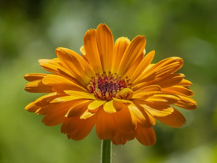 Narandžasti cvijet nevena (Calendula officinalis) u punom cvatu na zelenoj pozadini