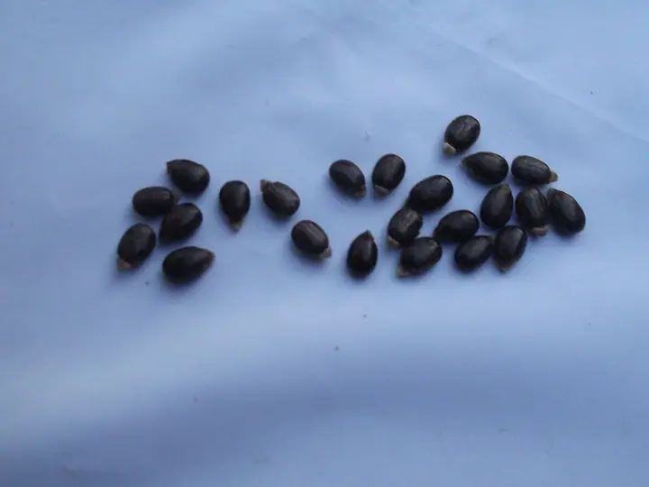 Tamne semenke ricinusa (Ricinus communis) rasute na svetloplavoj tkanini
