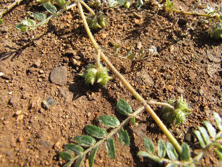 Puzava stabljika babina zuba (Tribulus terrestris) sa sitnim perastim listićima i zelenim bodljikavim plodovima na crvenkastoj zemlji