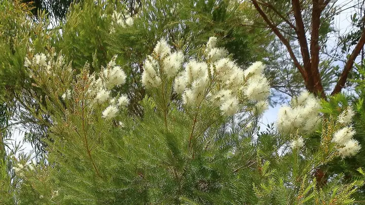 Grane čajevca (Melaleuca alternifolia) s bijelim cvjetovima