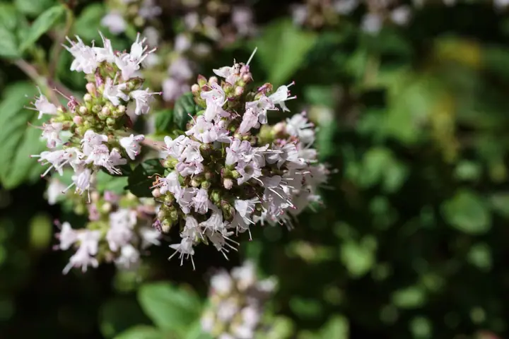 Sitni blijedoružičasti cvjetovi divljeg origana (Origanum vulgare) među zelenim listovima